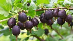 Sousedka přišla o úrodu angreštu kvůli jedné chybě – podíváme se na to, abychom se z toho poučili