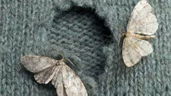 Odkud se vlastně v domě berou můry?