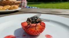 Moucha se posadila na jídlo – dá se to jíst? Lékaři poskytli odpověď