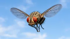 Proč jsou mouchy tak vytrvalé – vědci vysvětlili skutečný důvod