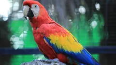 Všimli jste si, že papouškovi vypadávají peříčka? Co to znamená